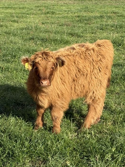 Bydło szkockie Highland Cattle byczek.