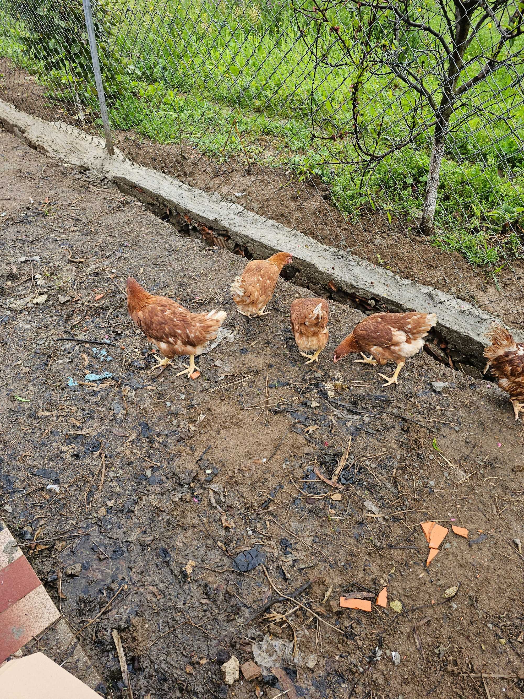 Ovos Caseiros de Galinhas livres