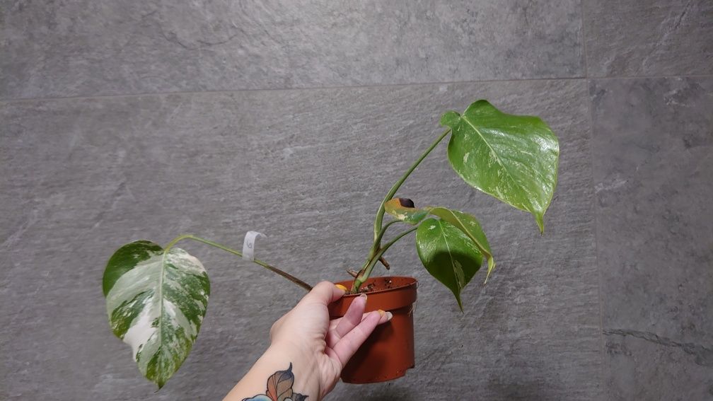 Monstera borsigiana variegata ( nie deliciosa)