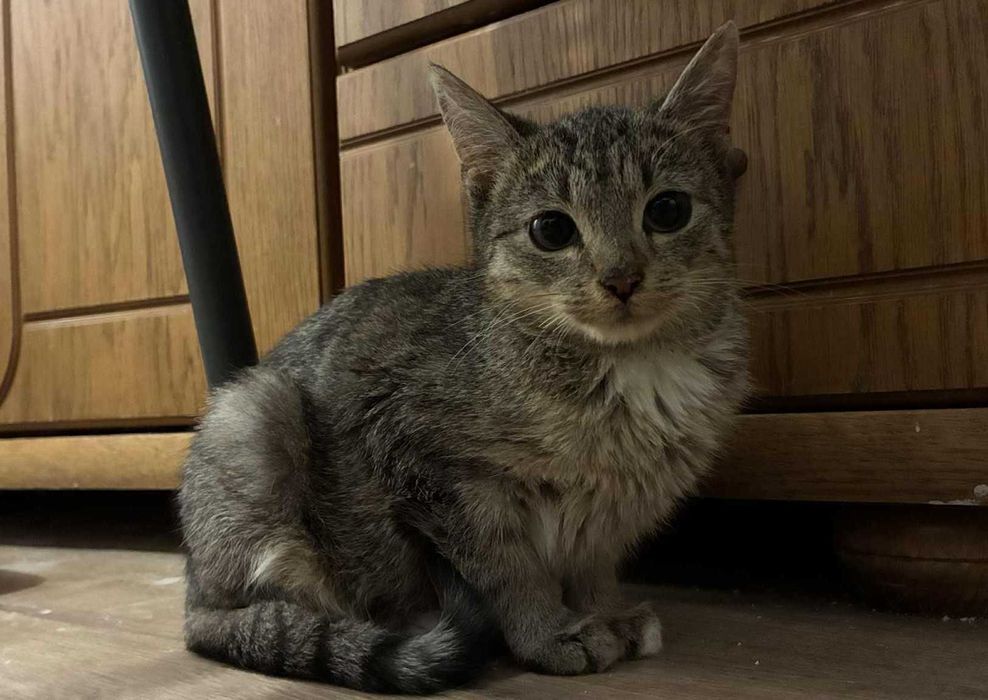 Tora - kotka do adopcji