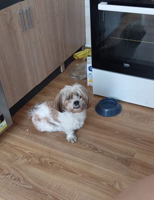 Oddam pieska w dobre rączki