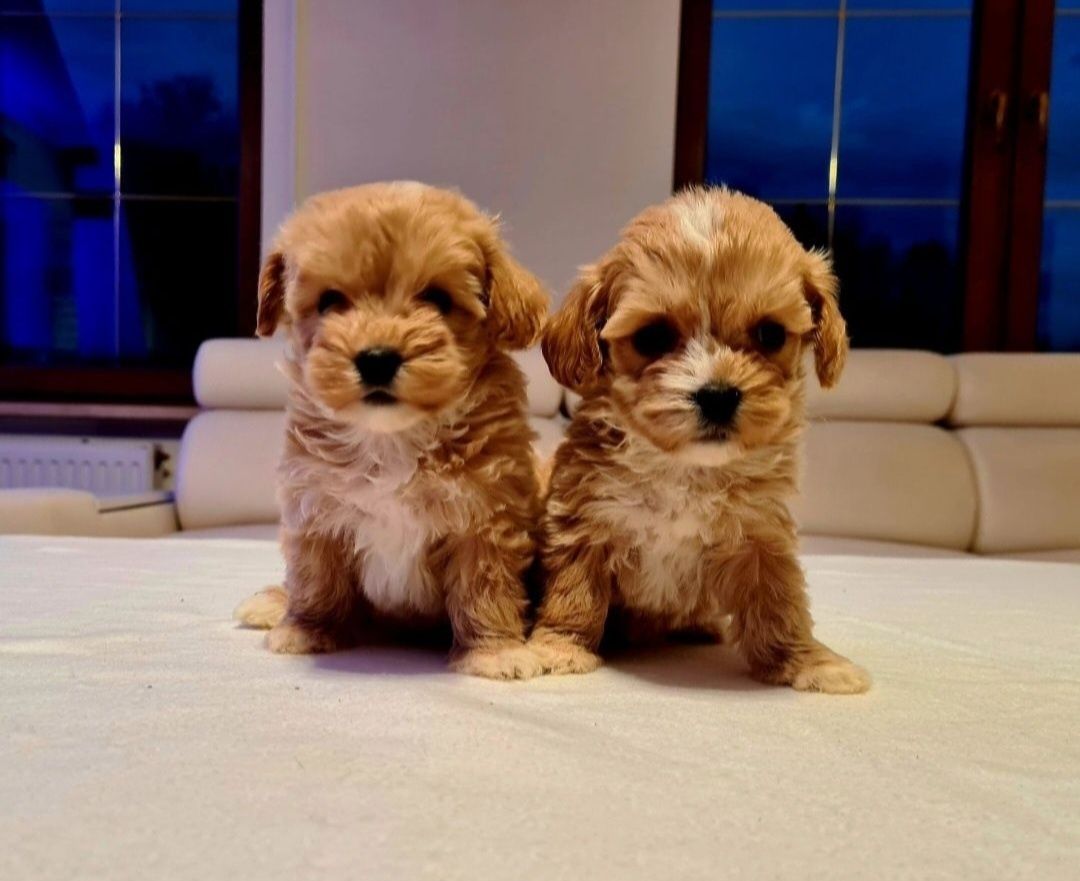 Chłopczyk MALTIPOO ** HYBRYDA Pudel Toy & Maltańczyk **