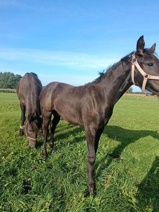 Sprzedam klacz 3/4 fryza
