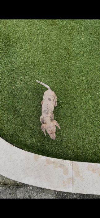 Teckel miniatura fêmea arlequim isabella