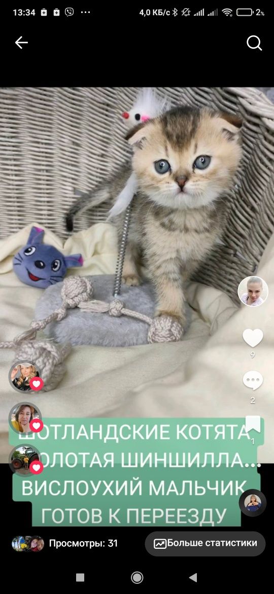 Шотландские котята шиншиллы