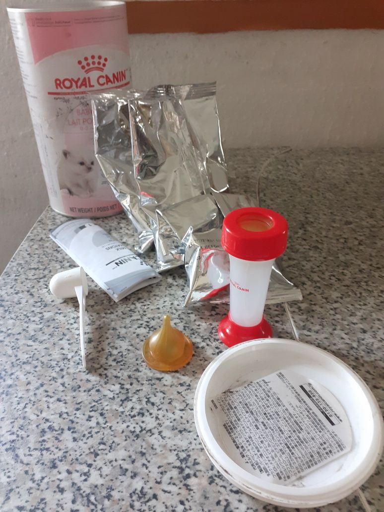 Leite gatinhos recém nascidos