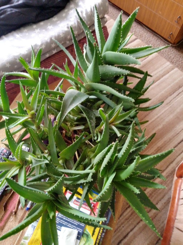 Aloes roślina doniczkowa 80zl