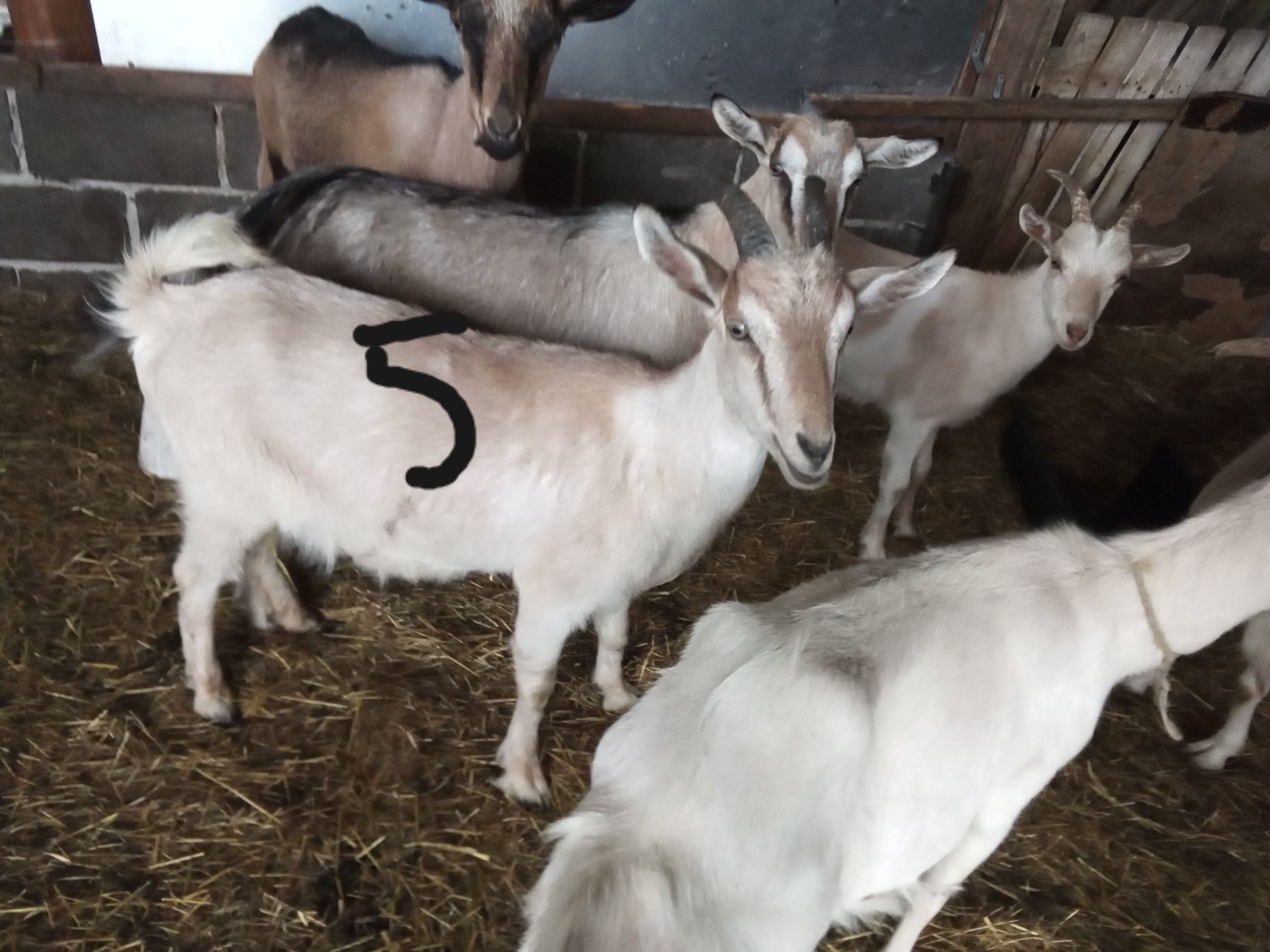 Kozy z mlekiem i jedna bez
