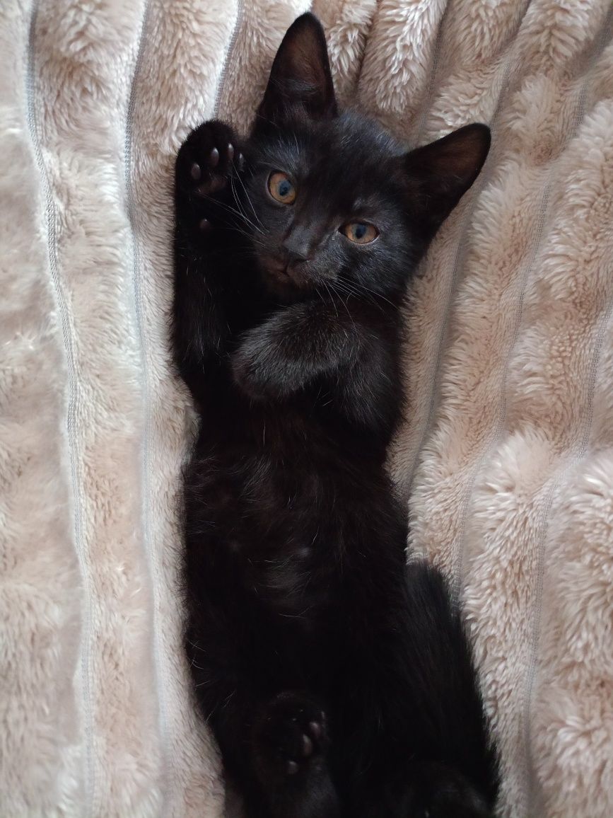 Віддам в добрі руки кошенятко чорне хлопчик кіт котик котеня