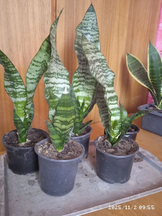 Дипладенія,колеус,сансівєра