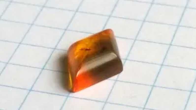 CHIRONOIMIDAE [samiec i samica]bursztyn bałtycki,kamień na pierścionek