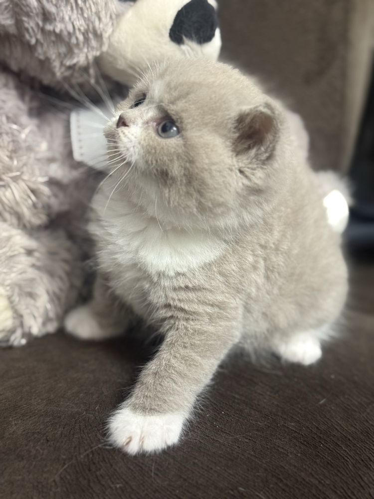 Kocur Brytyjski Liliowy Bicolor Kot Kotek