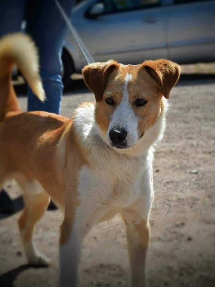Simba - cão médio para adoção