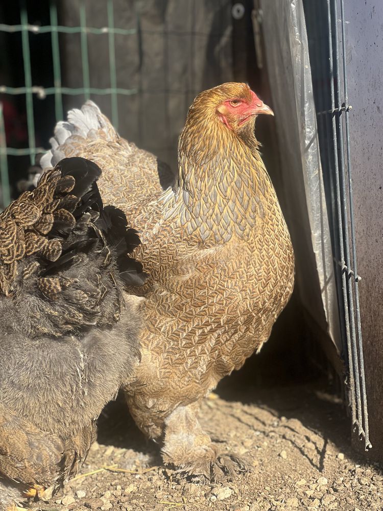 Ovos brahma perdiz
