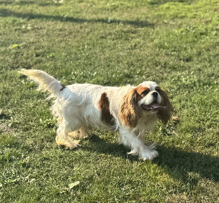 Cavalier king charles spaniel piesek z rodowodem