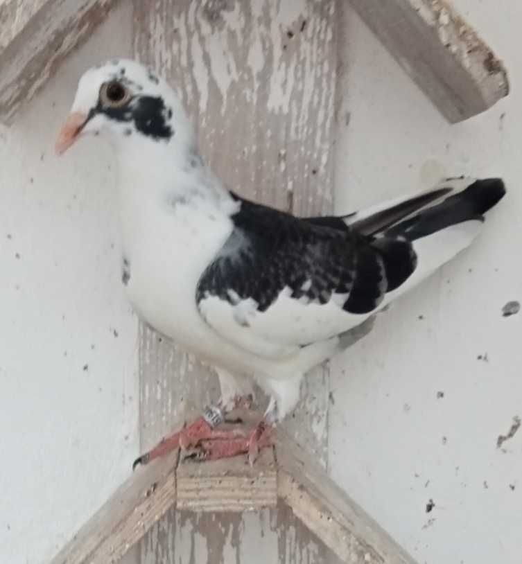 Lindo pombo correio borracho