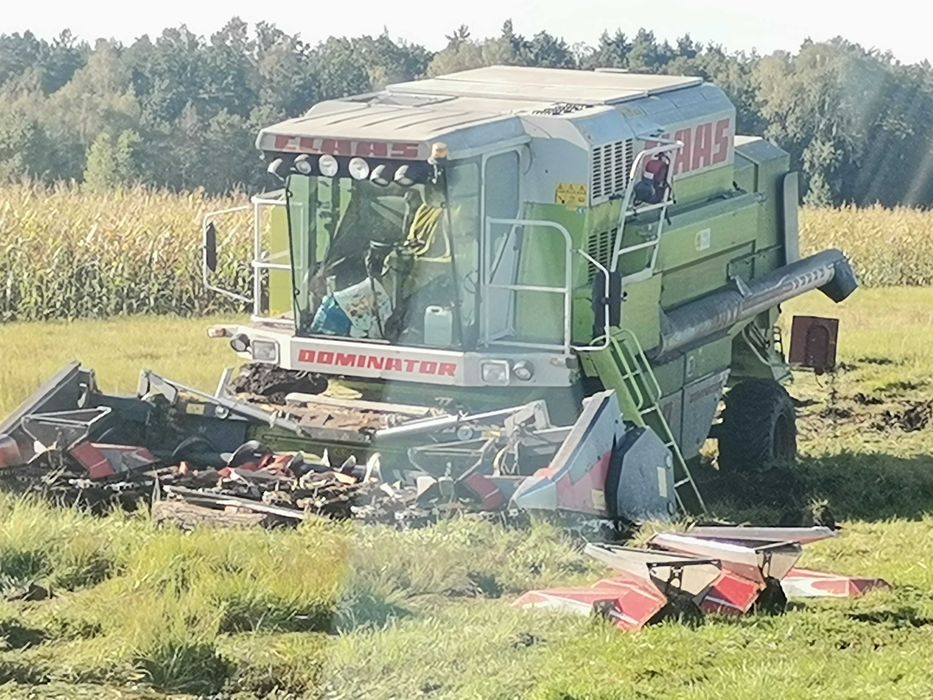 Kukurydza mielona ccm bigbag pasza dla krów opasów