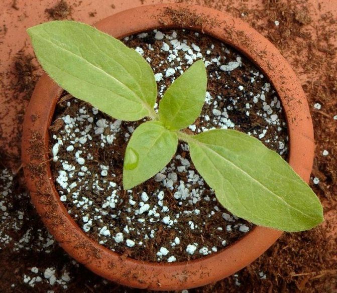 Агроперлит от производителя/ агроперліт від виробника