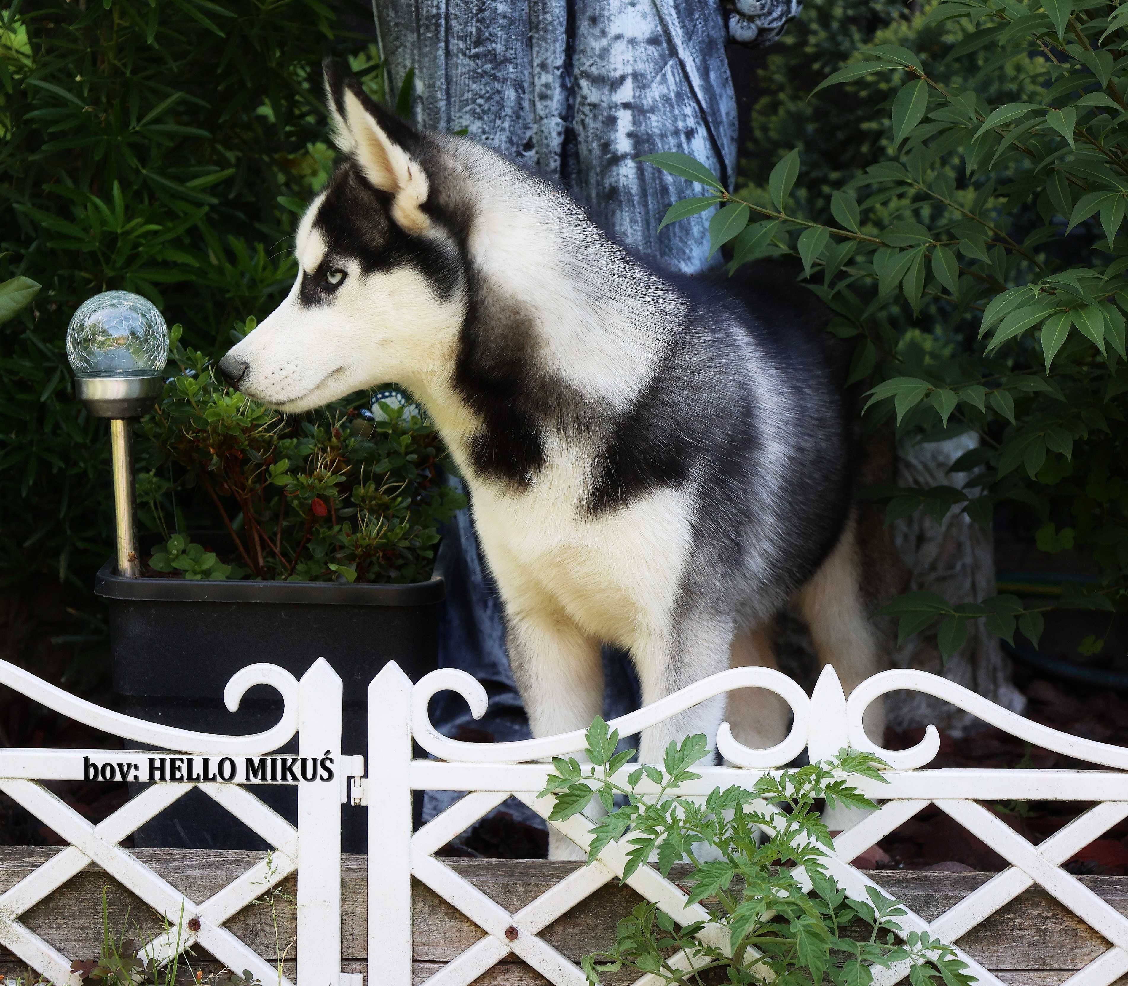 Siberian Husky-hej ! mam na imię HELLO MIKUŚ - ZKwP