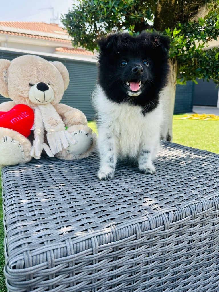 Spitz alemão l menino