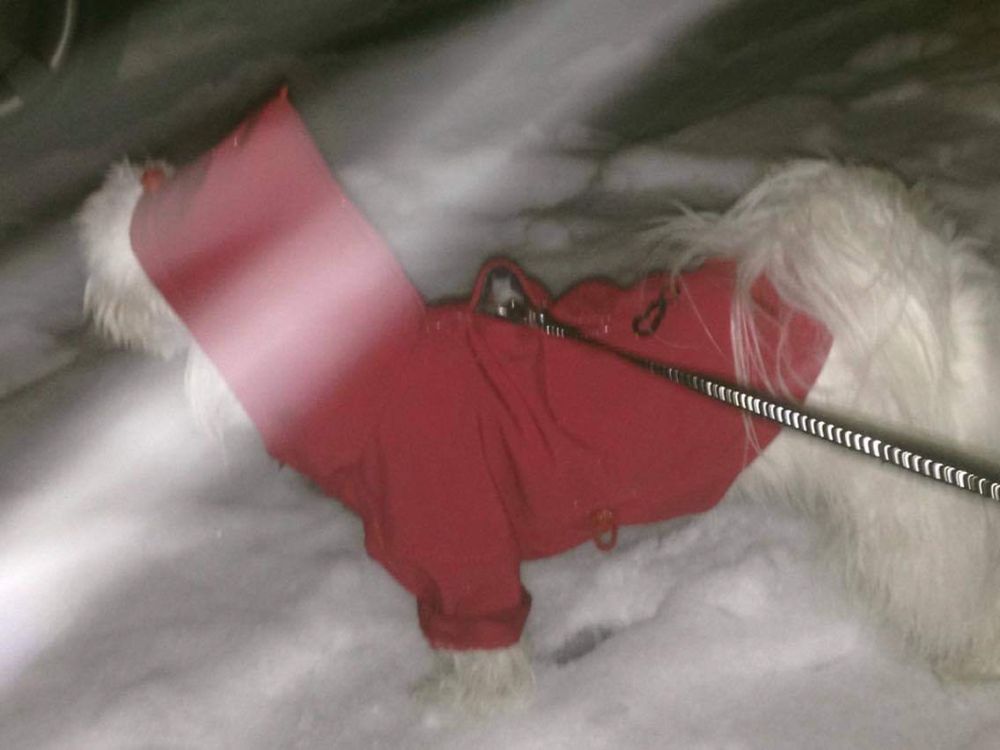 Chaba Kurtka Thermo Dog