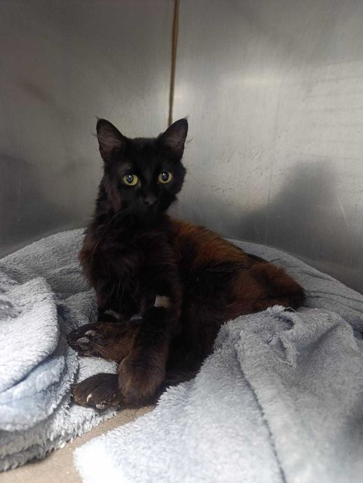 Gata para adoção responsável