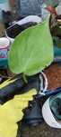 philodendron lemon lime-1liścienna sadzonka