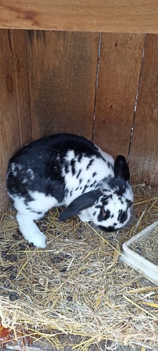 Samica królik 1.5 roku