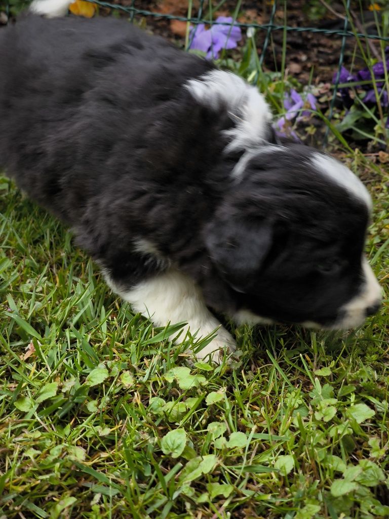 Border collie ZKWP FCI piesek
