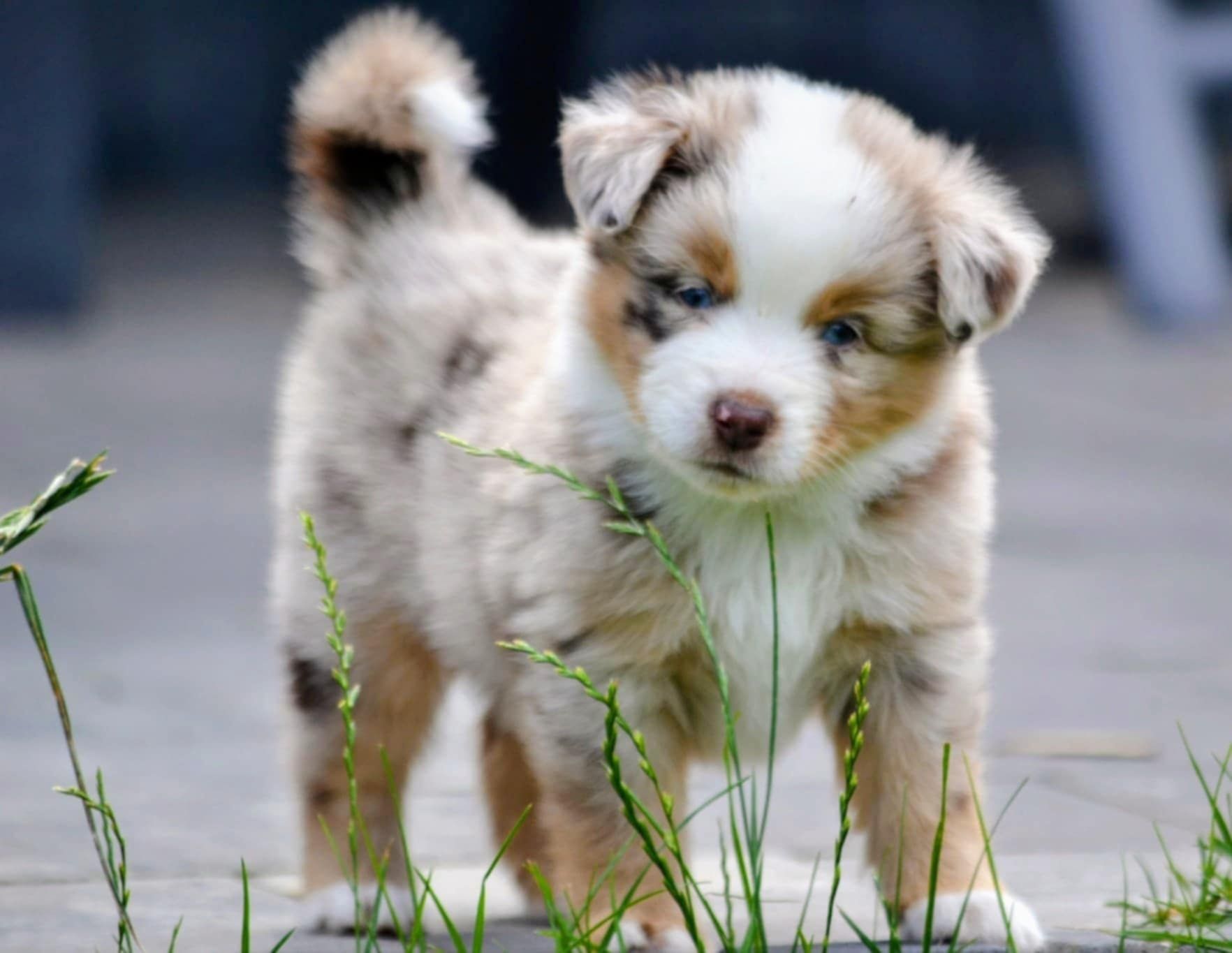 Miniaturowy Owczarek Amerykański MAS - Red Merle chłopiec