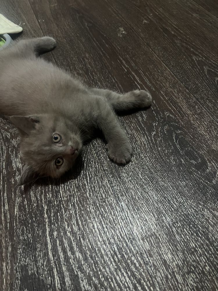 Котята британские