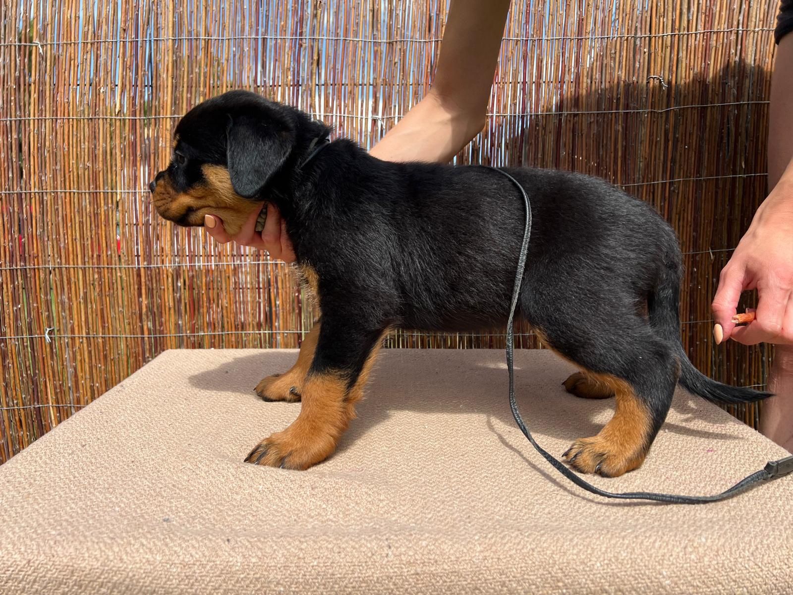 Rottweiler szczenię FCI ZKwP szczeniak pies TOP rodowód wystawy