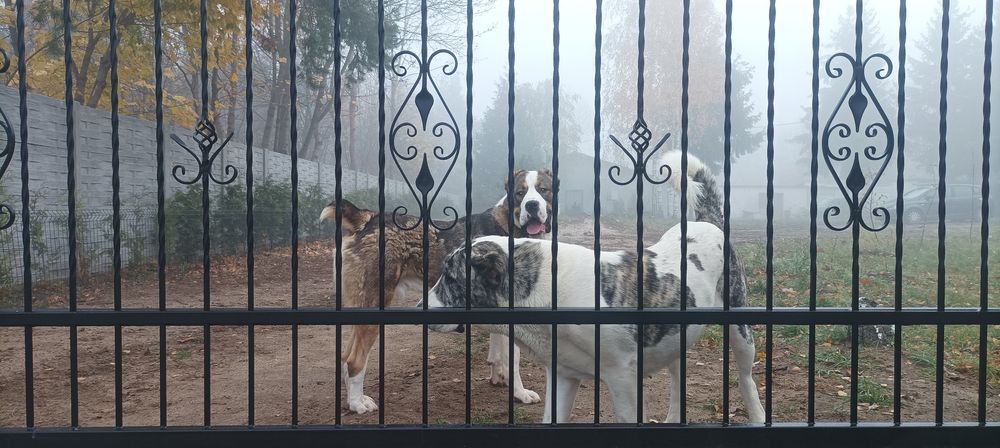 Owczarek srodkowoazjatycki