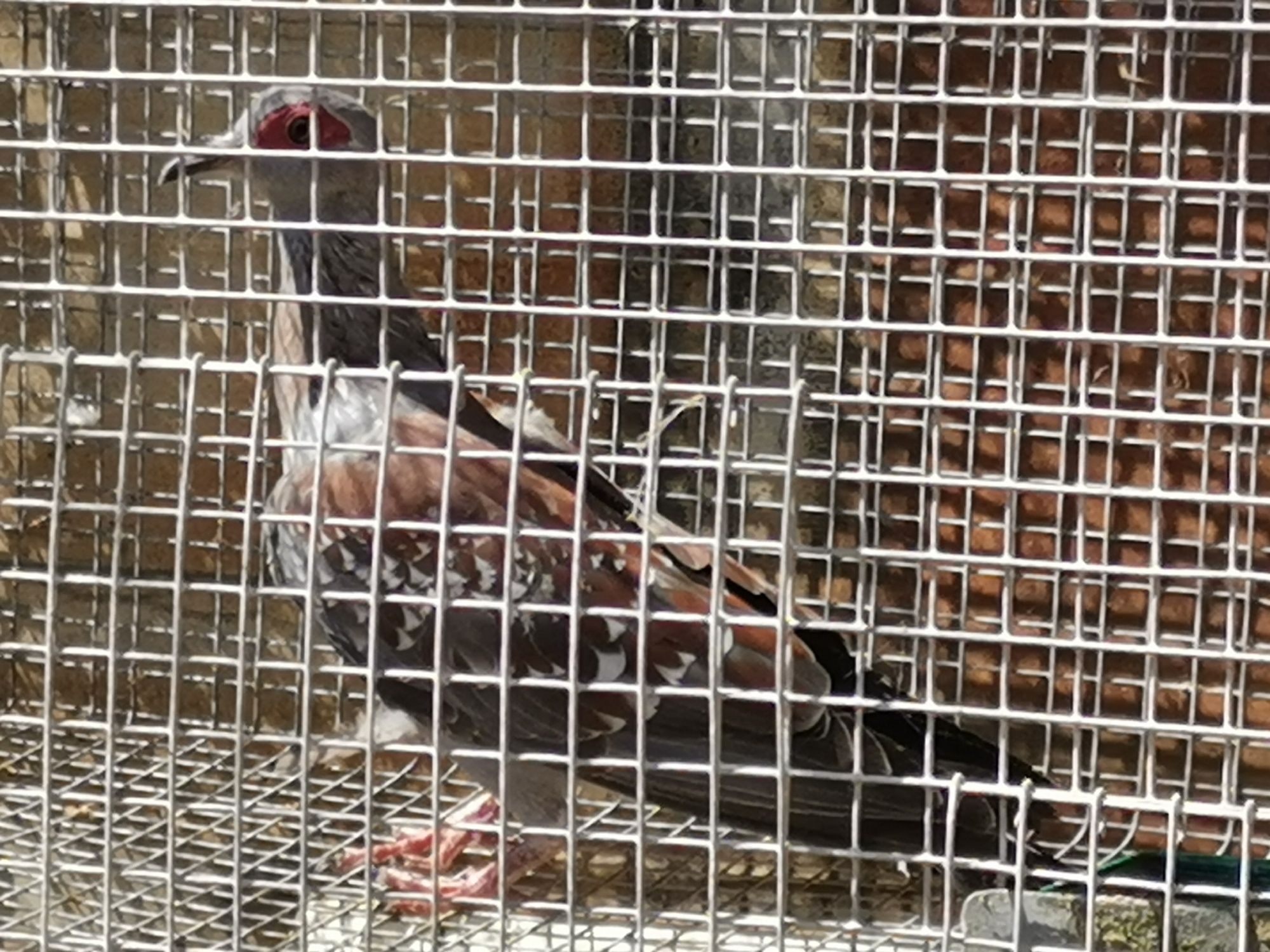Pombo da Guiné..