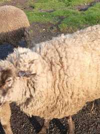 Owce olx lodzkie