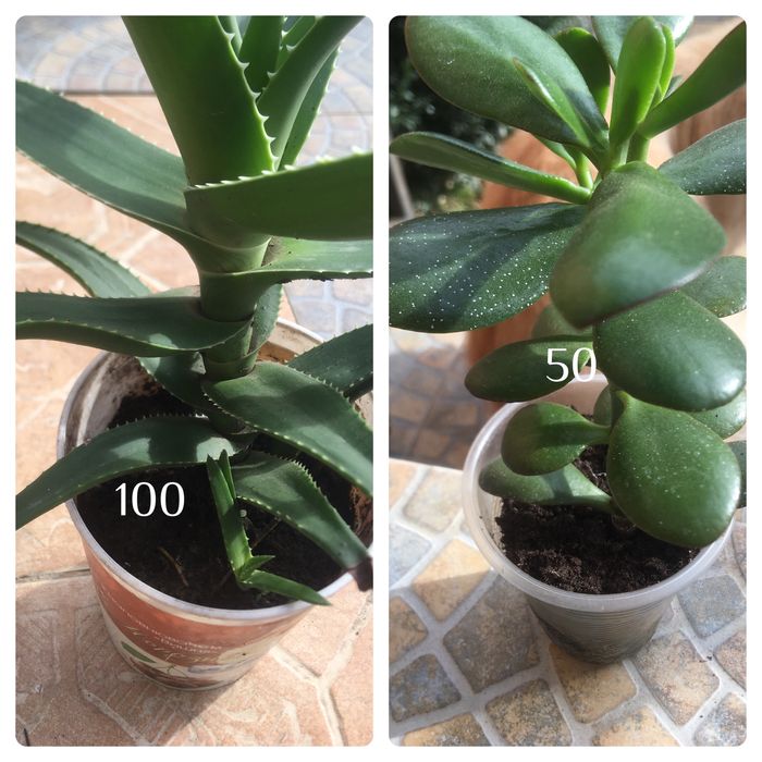 Кімнатні квіти