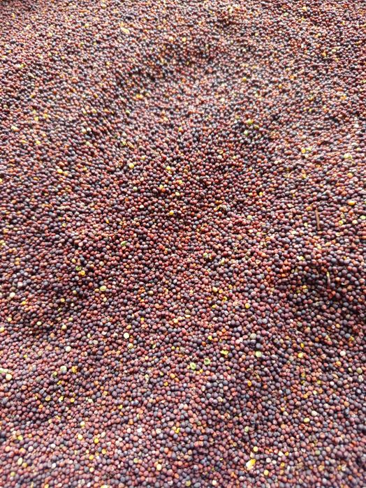Rzepik ozimy Perko 12zł/ kg