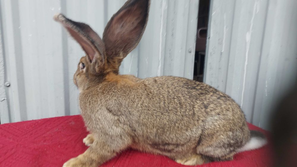 Króliki. Belgijski Olbrzym Szary. Samica z rodowodem.