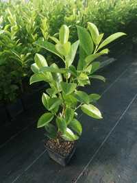 Prunus, laurowiśnia wschodnia, Rotundifolia, Angustifolia