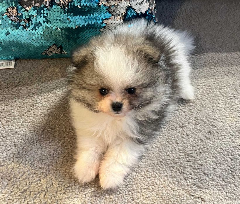 Pomeranian- przepiękna  sunia
