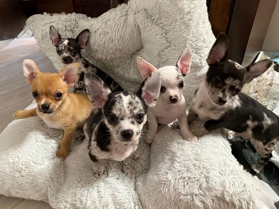 Piesek chichuahua krótkowłosy