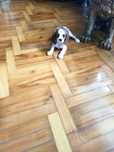 PIESEK Cavalier king charles  Spaniel
