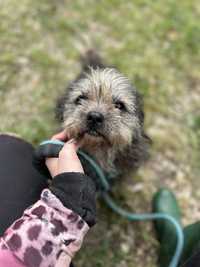 Lunka mlods sunia w typie shihtzu szuka domu