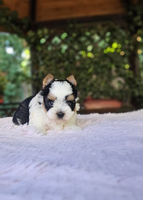 Biewer Yorkshire Terrier śliczny piesek york