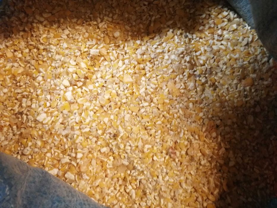 Kukurydza mieloną worek 25kg
