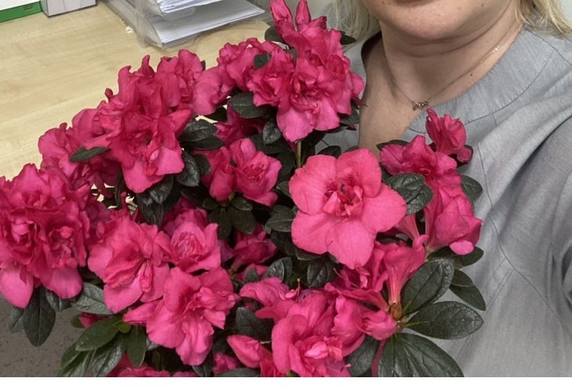 Цветок Азалия малиновая