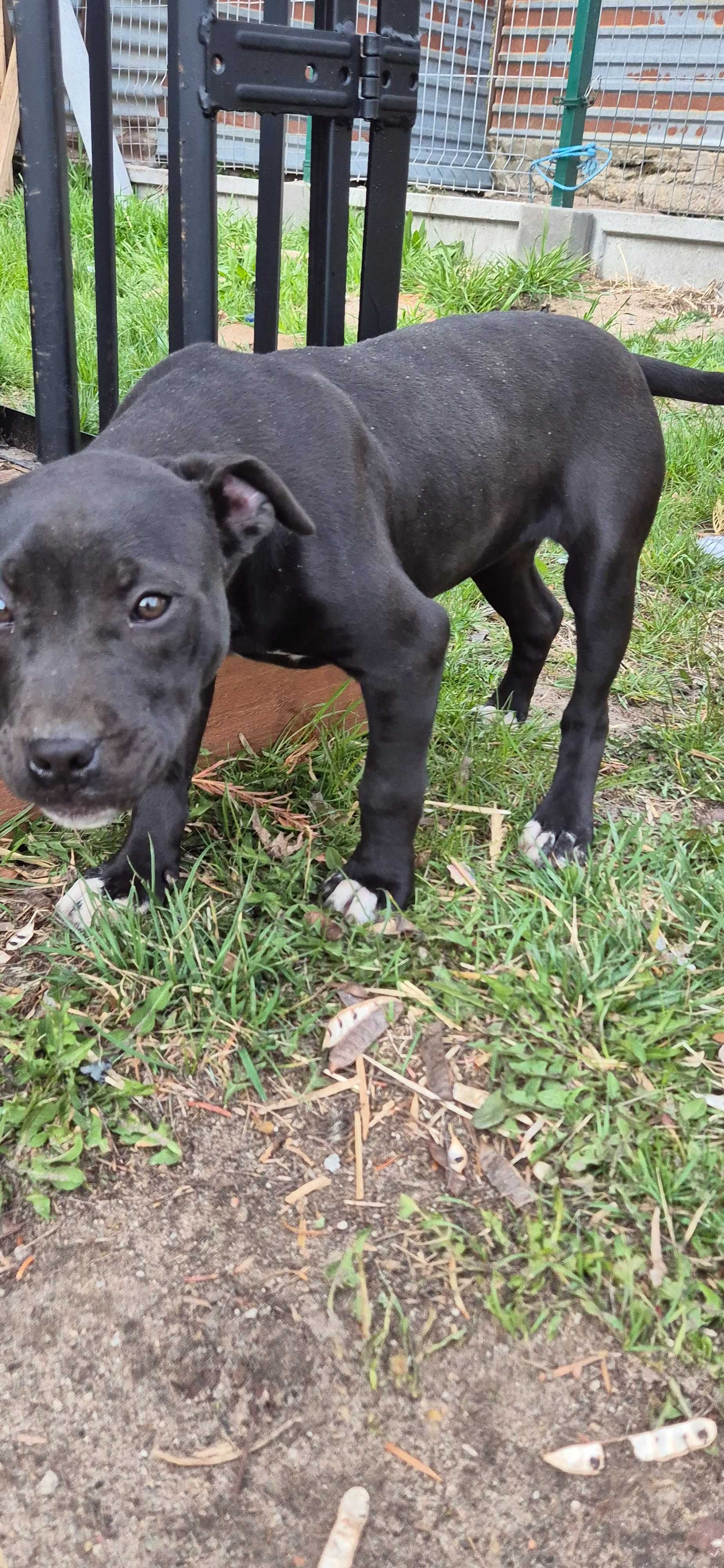 American Pitbull Terrier