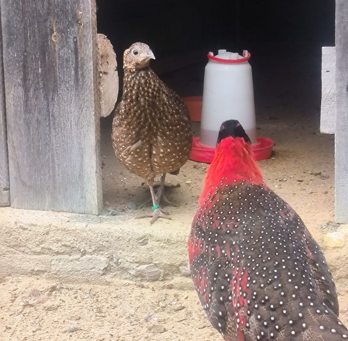 Bażanty tragopany satyry