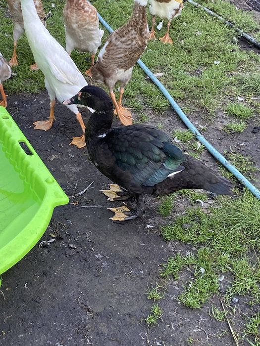 Kaczki francuskie piżmowe kaczor