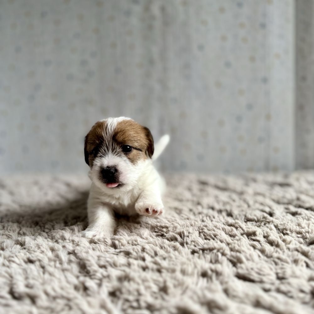 Jack Russell Terrier- szorstkowłosy piesek ZKwP